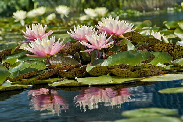 Water Lily and lilypads, Como Park Zoo and Conservatory, Minneapolis, Minnesota