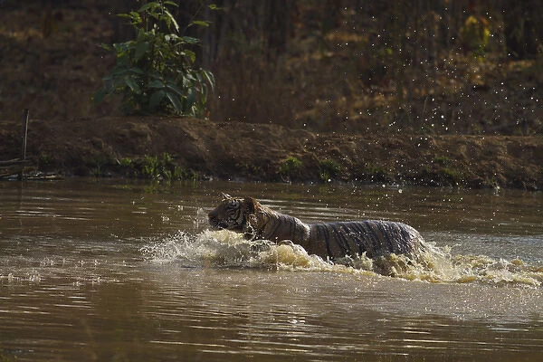 Water works by Royal Bengal Tiger, Tadoba Andheri Tiger Reserve, India