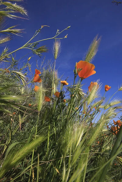 Weeds and poppies from worms-view. Santa Cruz coast, California, US