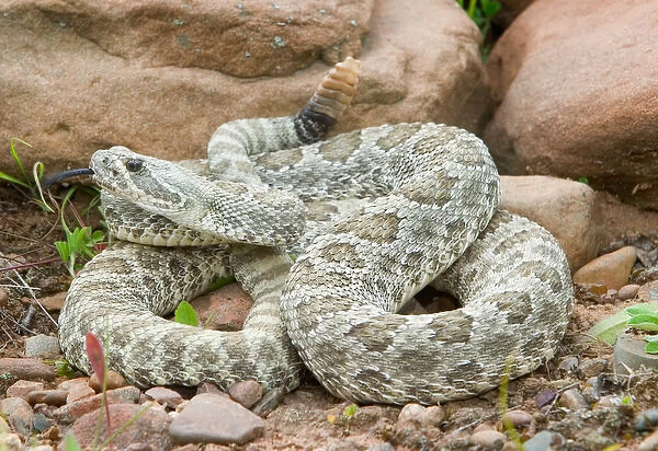 Western Prairie Rattlesnake coiled and ready to strike showing rattler, Crotalus v