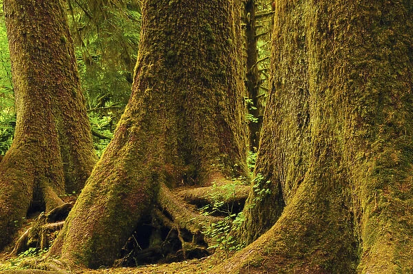 Western Red Cedar; Hoh Rain Forest; Olympic National Park; Washington; USA