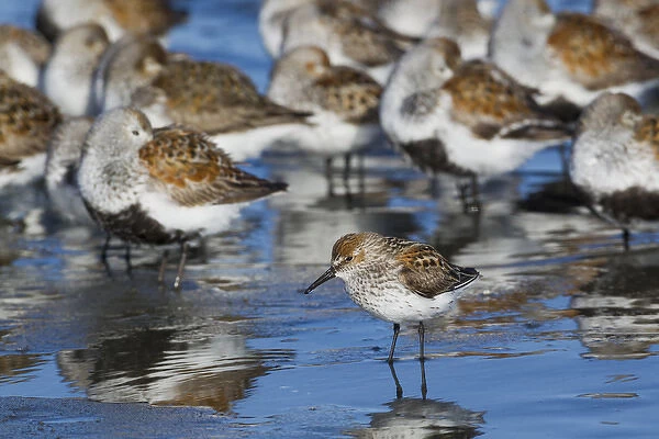 Western Sandpiper among resting dunlins and sandpipers