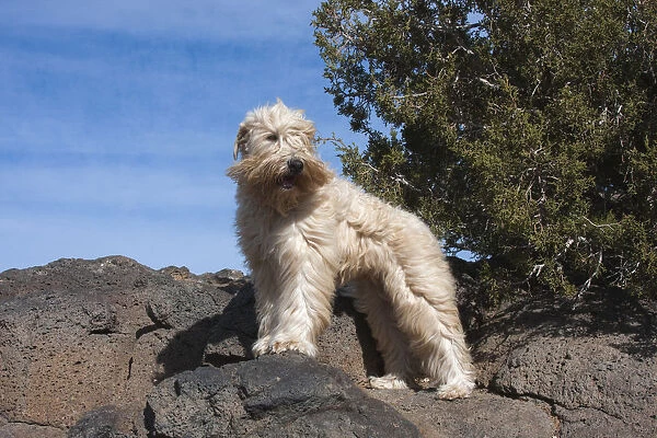Wheaton terrier standing on volcanic rocks (PR)