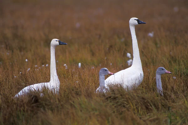 whistling swan, Cygnus columbianus, or tundra swan, family in the 1002 coastal plain