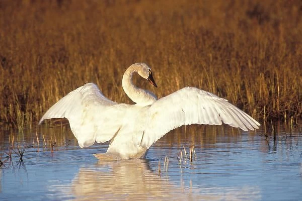 Whistling swan or tundra swan, stretching its wings on the 1002 coastal plain of