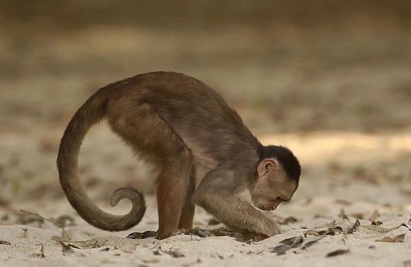 White-fronted capuchin monkey digging on the beach for food (Cebus albifrons) WILD
