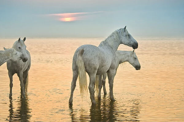 White horses of Camargue, France in water, playful
