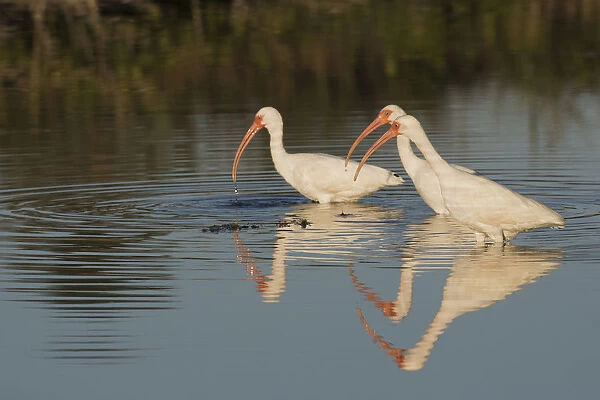 White ibises foraging