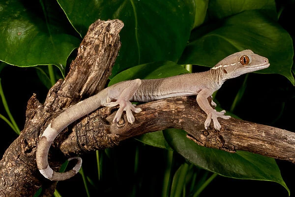 White Line (Skunk) Gecko, Gecko vittatus, Native to Indonesia, Habitat: Arboreal Rain