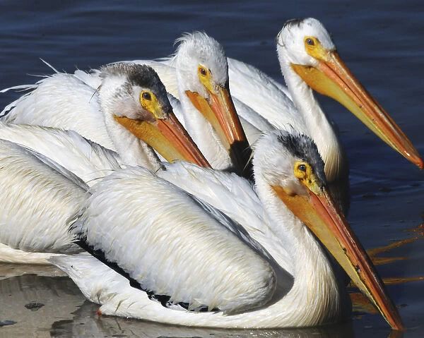 White Pelican Quartet, Summer lake, Oregon, USA