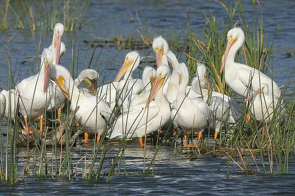 White pelicans resting among the bulrush, Pelecanus erythrorhynchos, Viera Wetlands Florida