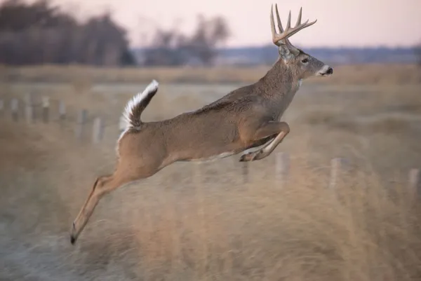 White-tailed deer jumping a fence at Quivira National Game Refuge, Stafford, Kansas