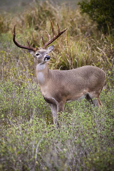 White-tailed deer (Odocoileus virginianus) male