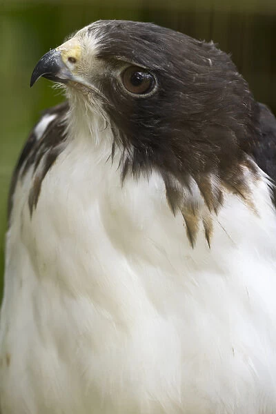 White-tailed hawk, Buto albicaudatus (captive), in Anton el Valle, Panama