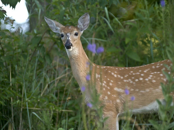White-talied deer faun in prairie opening, just west of Chicago, IL