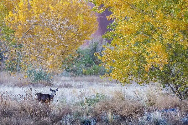 Whitetail deer grazing under autumn cottonwood tree, near Moab, Utah, USA