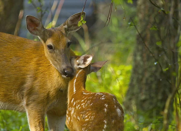 Whitetail doe nuzzles with fawn in Whitefish, Montana, USA