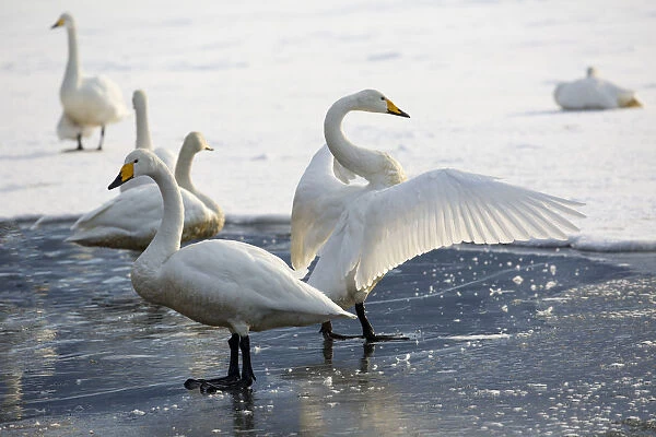 Whooper swans flapping wings on frozen Lake Kussharo, Hokkaido