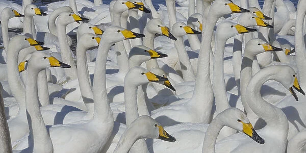 Whooper swans, Hokkaido Island, Japan