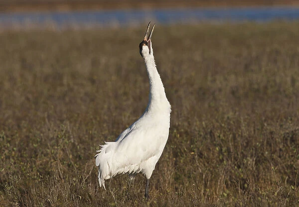 Whooping Crane (Grus americana) wintering at Aransas National Wildlife Refuge, Texas