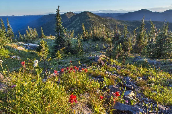 Widlfowers in the Whitefish Range from Werner Peak in the Stillwater State Forest
