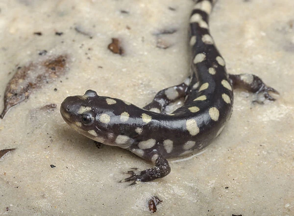 Wild eastern tiger salamander, Ambystoma tigrinum tigrinum, Central Florida