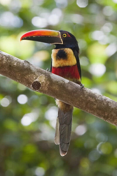A wild Fiery-billed Aracari (Pteroglossus frantzii) sits on a branch in the Costa