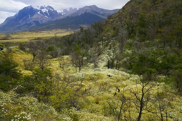 Wild flowers surround dead burned tree, Torres del Paine National Park, Patagonia, Chile
