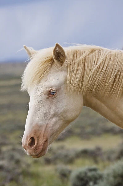 wild horse (Equus caballos) adult in Wyoming, USA, June