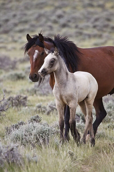 wild horse (Equus caballos) baby with mother, Wyoming prairie, June