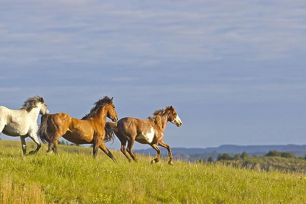 Wild Horse running at Theodore Rooosevelt National Park, North Dakota, USA