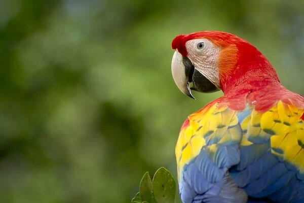 wild scarlet macaw, rainforest, Costa Rica