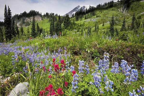Wildflowers on meadows. Mount Rainier National Park, Washington. US