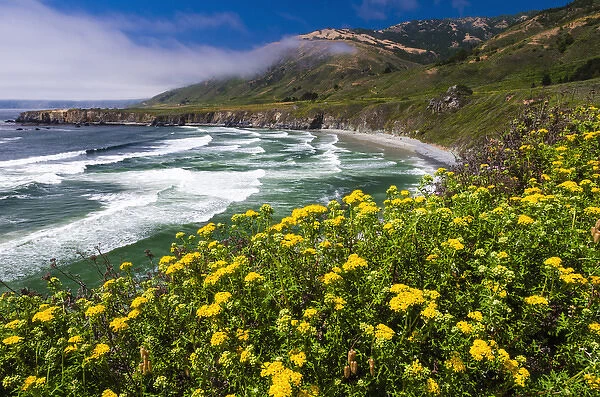 Wildflowers above Sand Dollar Beach, Los Padres National Forest, Big Sur, California