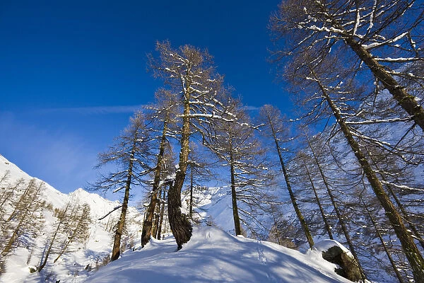 Winter landscape with larch tree forest in the Loetschental (Valais)