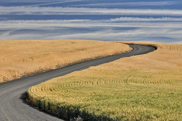 Winter wheat and curved gravel road just south of St. John, Eastern Washington