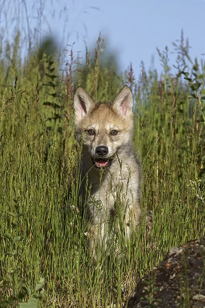 Wolf pup, Canis lupus, Captive