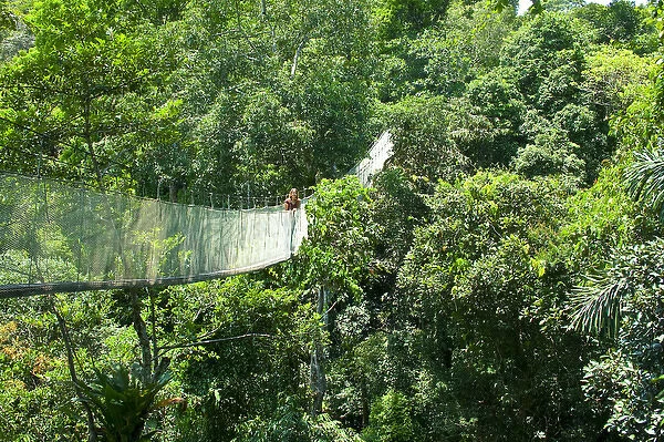 Woman on a canopy walkway above the Amazon Jungle of Brazil or Peru, South America