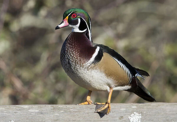 The wood duck or Carolina duck (Aix sponsa), a species of perching duck, is one of