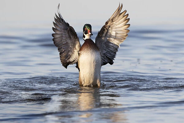 Wood duck male flapping wings in wetland, Marion County, Illinois