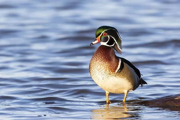 Wood duck male in wetland, Marion County, Illinois