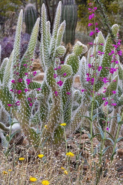 Wooly Jacket Prickly Pear Cactus and Penstemon at the Arizona Sonoran Desert Museum in