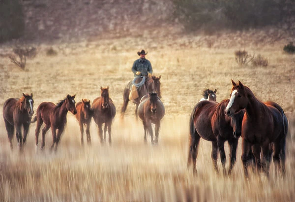 wrangler and horses on ranch in new mexico
