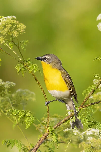 Yellow-breasted chat, Marion County, Illinois
