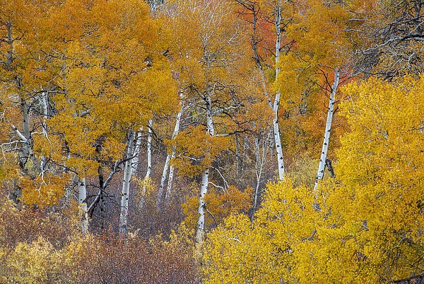 Yellow and orange Aspen trees with prominent trunks, Teton Valley, Wyoming