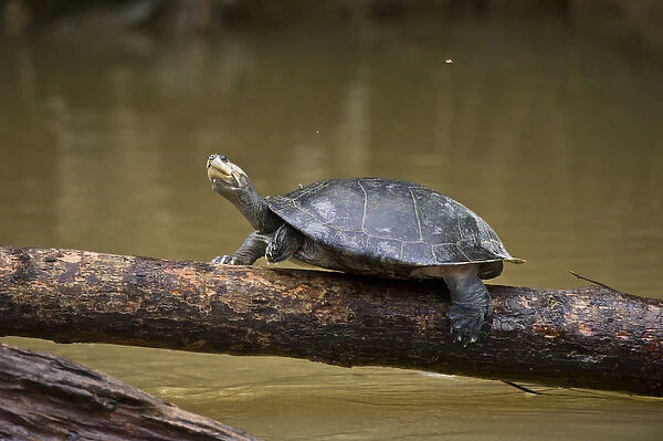 Yellow-spotted River Turtle (Podocnemis unifilis), Yasuni National Park, Amazon Rainforest, ECUADOR