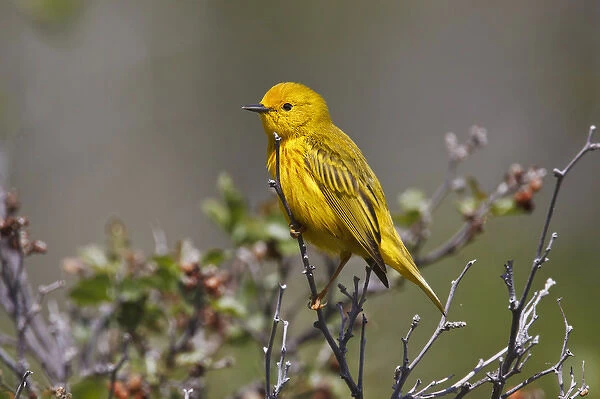 Yellow Warbler (Dendroica petechia) adult male, Wyoming, spring