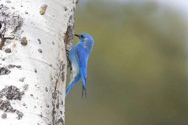 Yellowstone National Park, a male mountain bluebird perching at its nest hole
