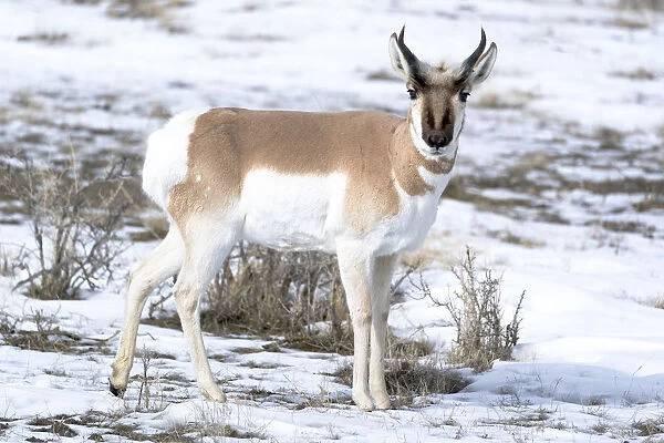 Yellowstone National Park, portrait of a male pronghorn in winter snow