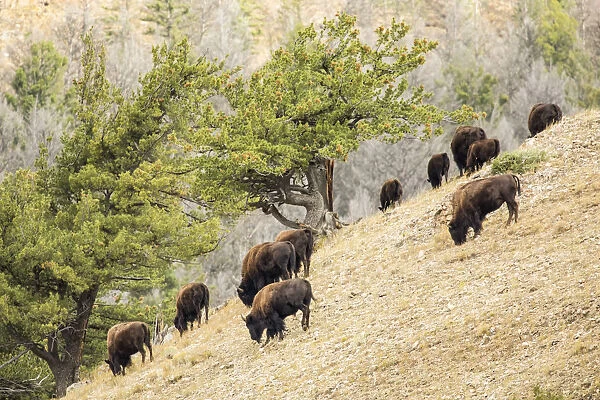 Yellowstone National Park, Wyoming, USA. Bison herd grazing on a steep hillside above Pebble Creek